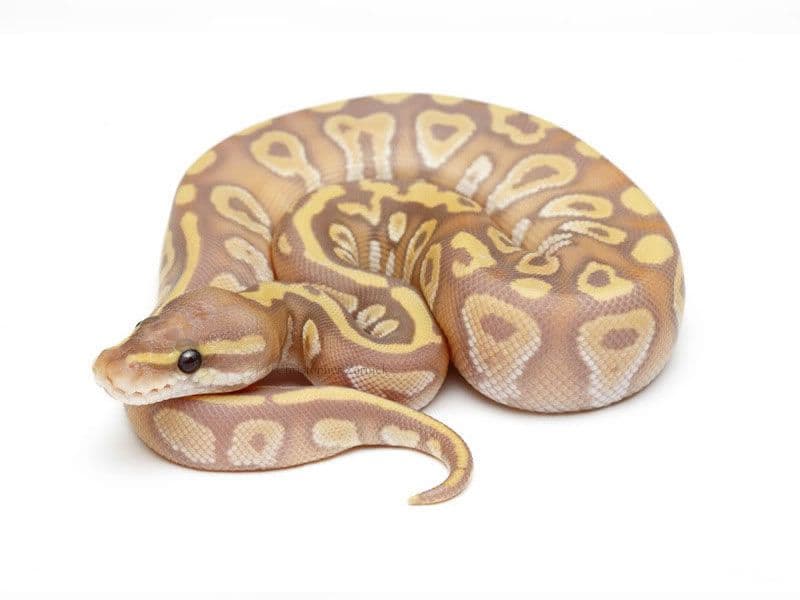 Python royal — Banana Mojave