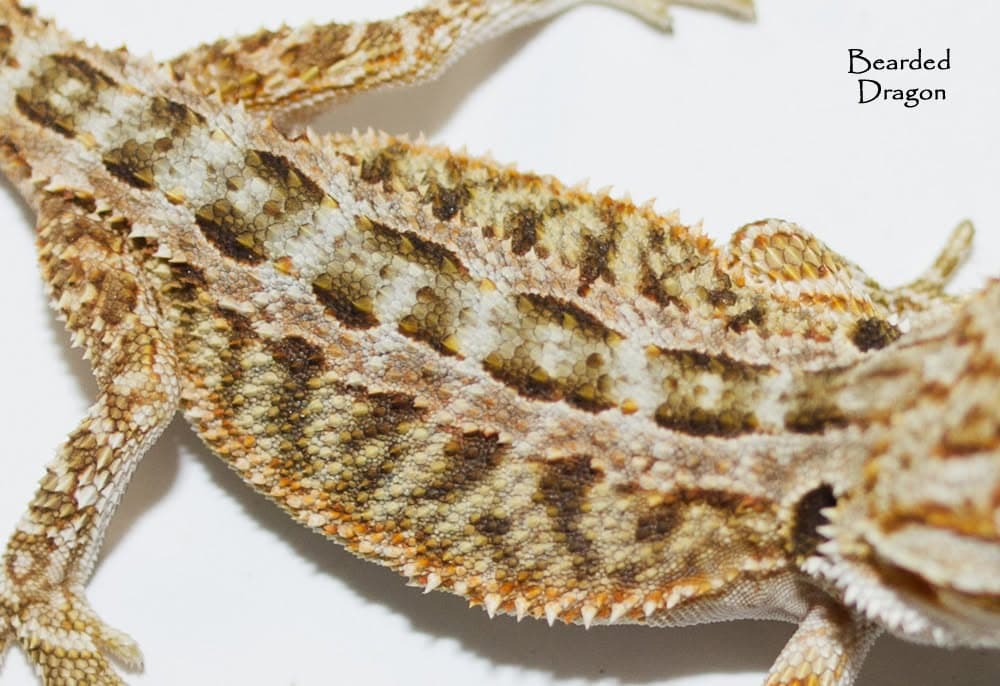 Dragon barbu — Hypo Trans
