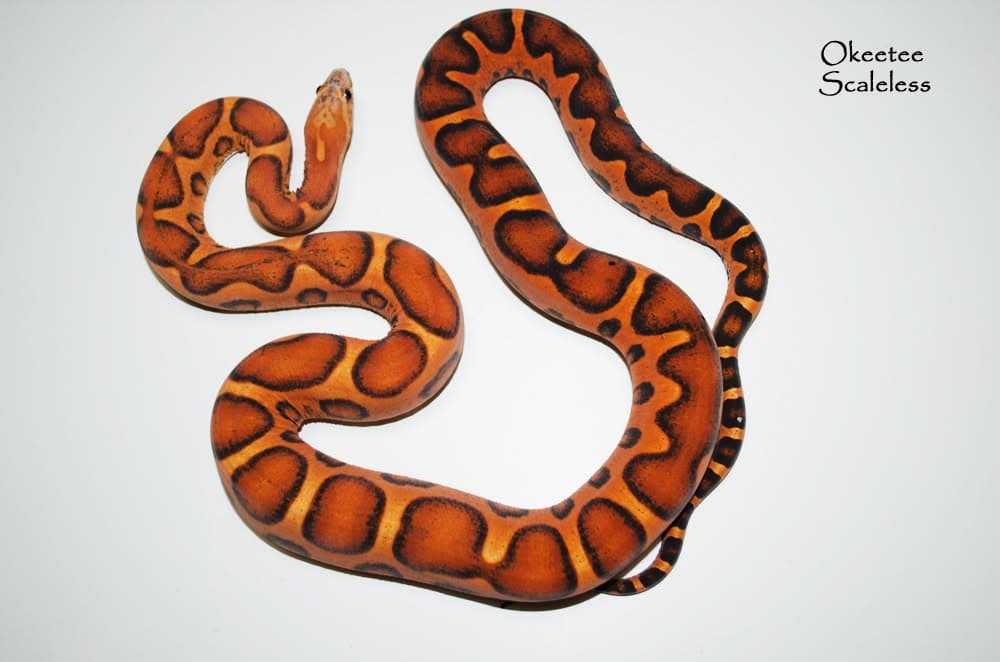 Serpent des blés — Okeetee