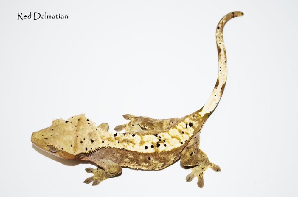 Gecko à crête — Harlequin