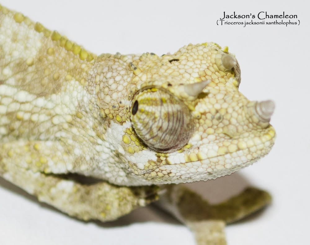 Caméléon de Jackson — Standard