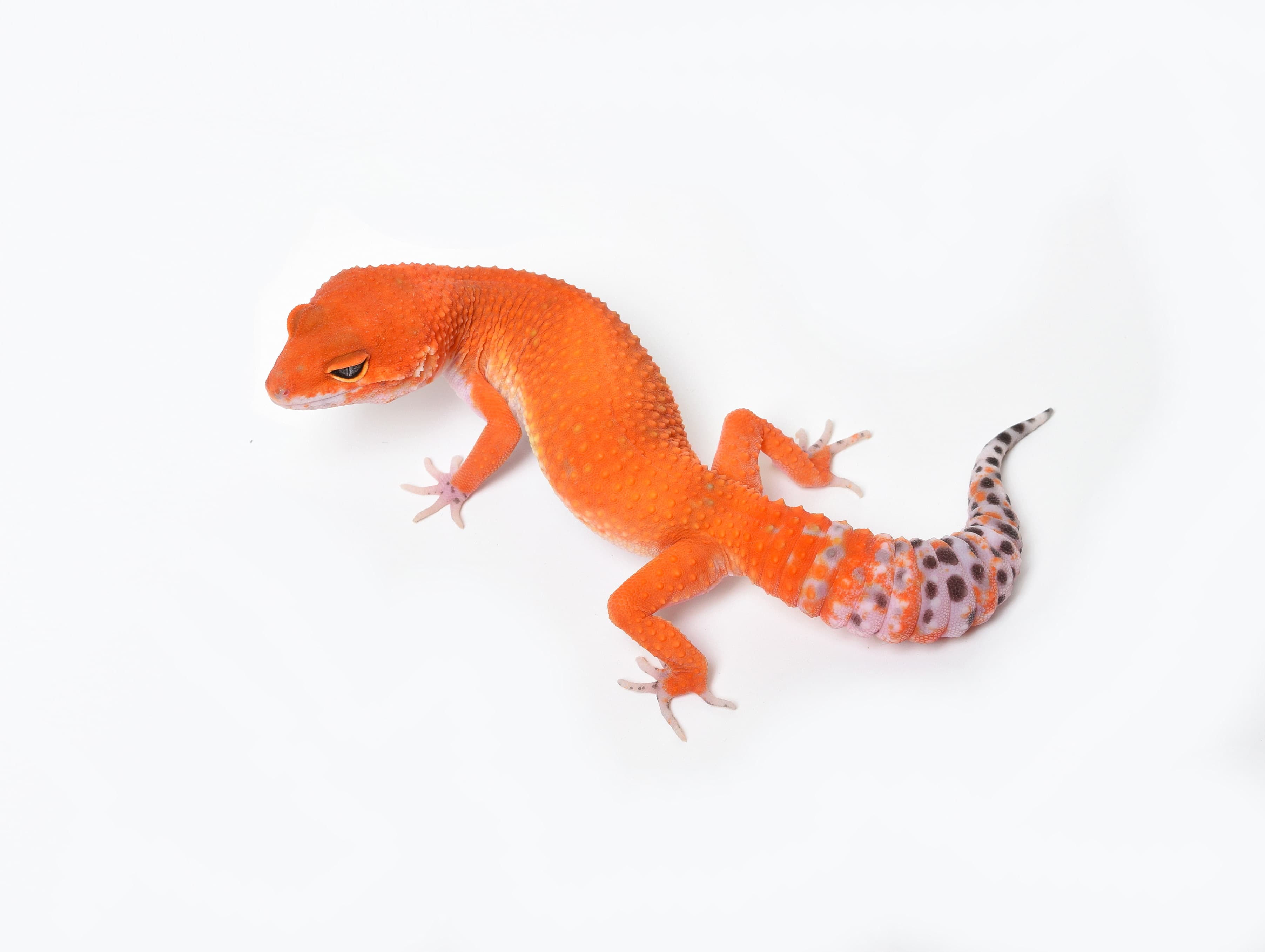 Gecko léopard — Tangerine